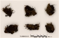 藏品(砂苔屬)的圖片